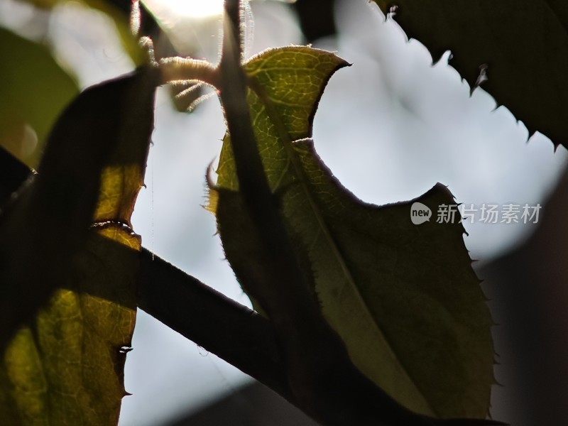 带绒毛的枯黄叶片特写