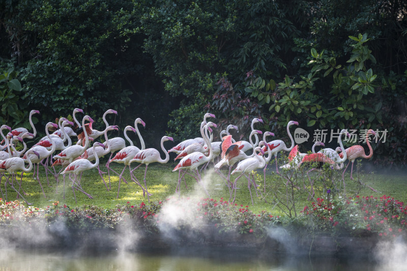 广州长隆飞鸟乐园里的白鸟飞歌表演