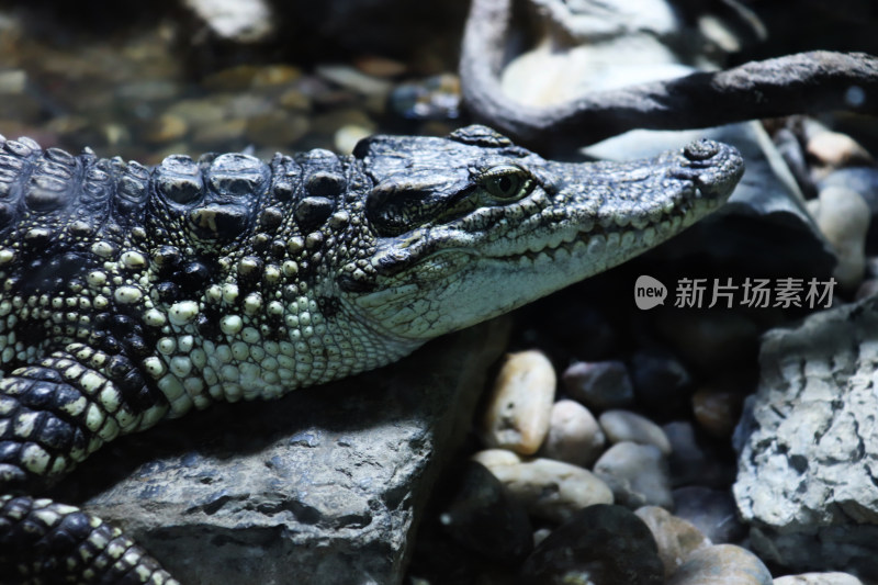 鳄鱼特写