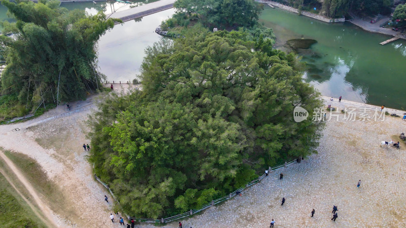 广西桂林遇龙河大榕树景区航拍图