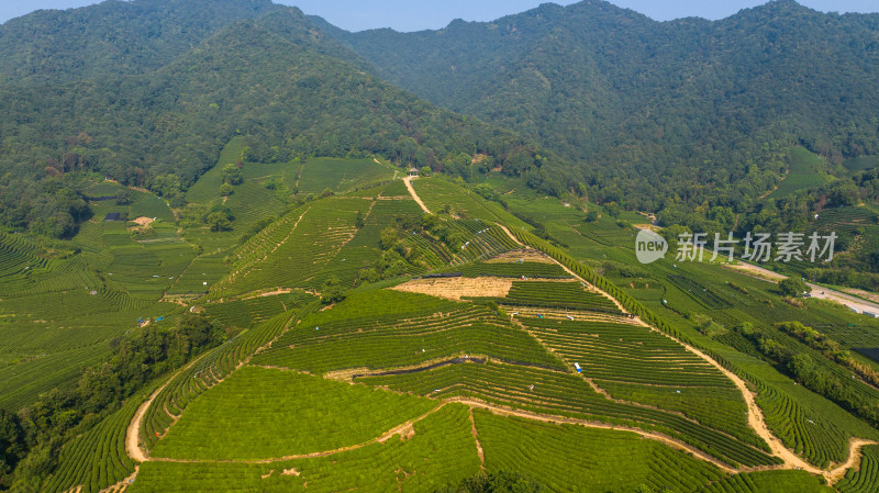 航拍杭州龙坞茶园 茶山 茶田