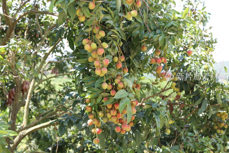 挂满荔枝的荔枝树