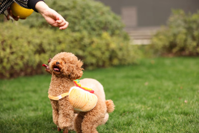 人与泰迪犬互动的温馨画面