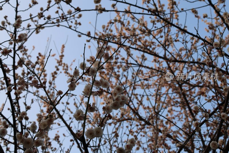 蓝天背景下盛开的花枝