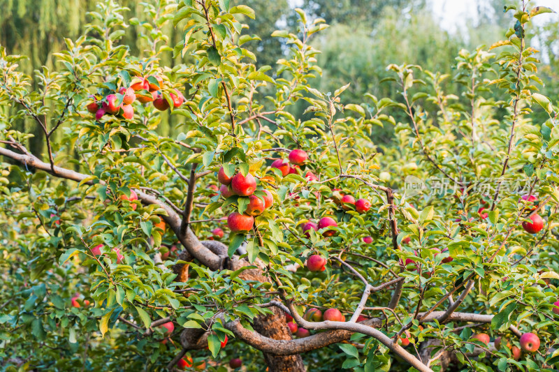 秋天苹果树果实红苹果丰收季