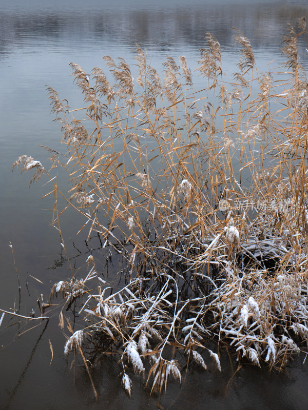 雪景芦苇湖水