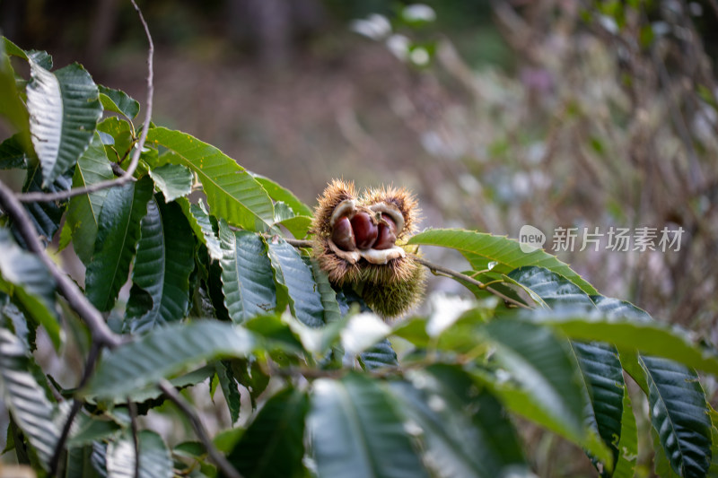 板栗栗子果实