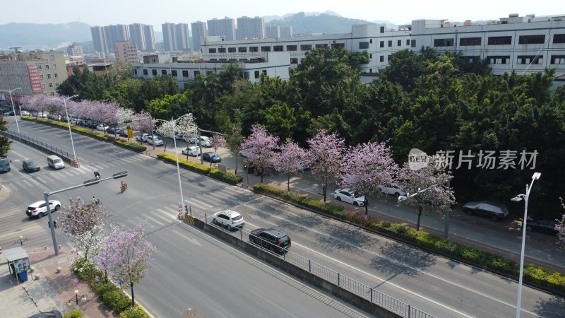 广东东莞：航拍道路旁种植的宫粉紫荆