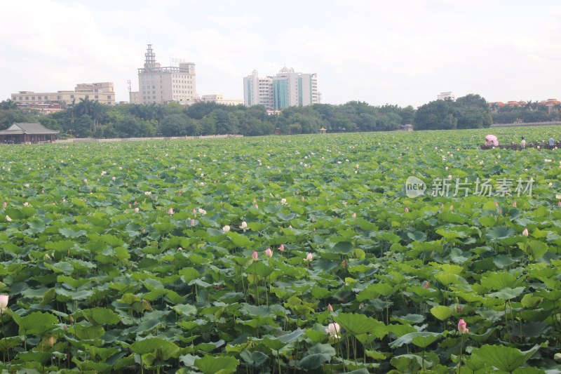 广东省东莞市桥头镇莲湖风景区