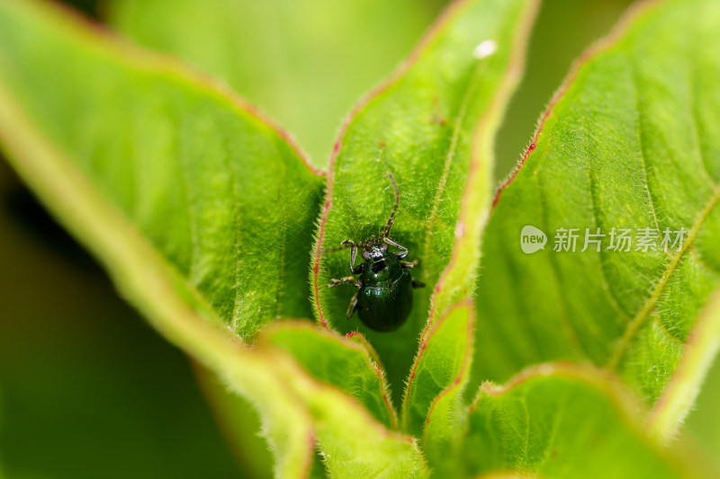 绿叶上的缅甸蓝叶蚤甲虫