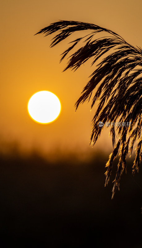 夕阳下芦苇丛风景