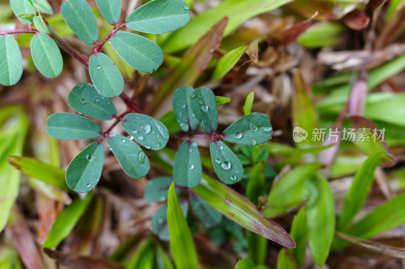 雨后绿叶上的晶莹水珠