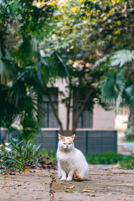 南京师范大学的猫咪