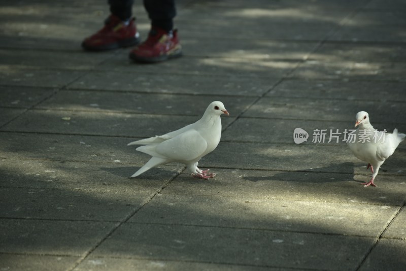 树上的鸽子