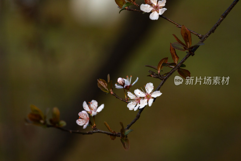 杭州钱塘江畔绽放的粉色李花特写