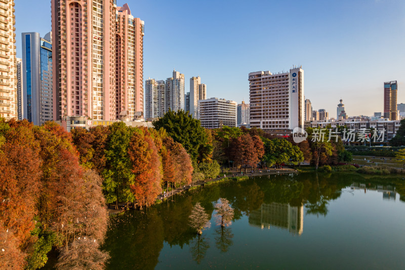 深圳洪湖公园水杉林航拍