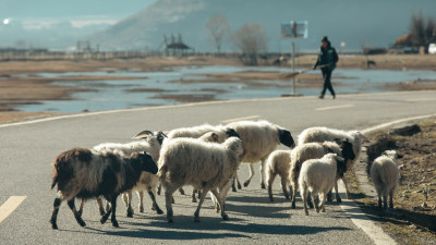 云南香格里拉晨雾中纳帕海过路羊群