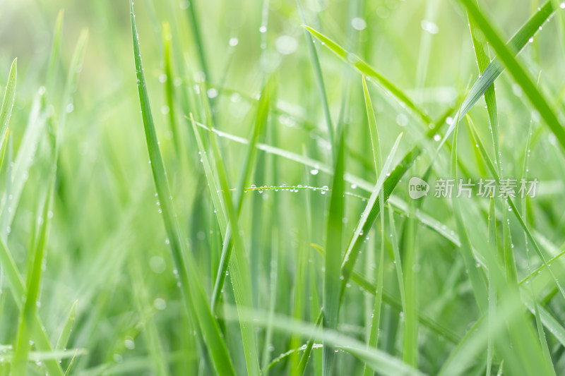 雨中青草特写