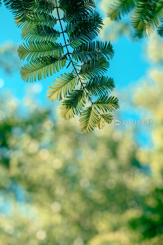 夏天水沙的叶子轮廓绿植叶脉蓝天背景