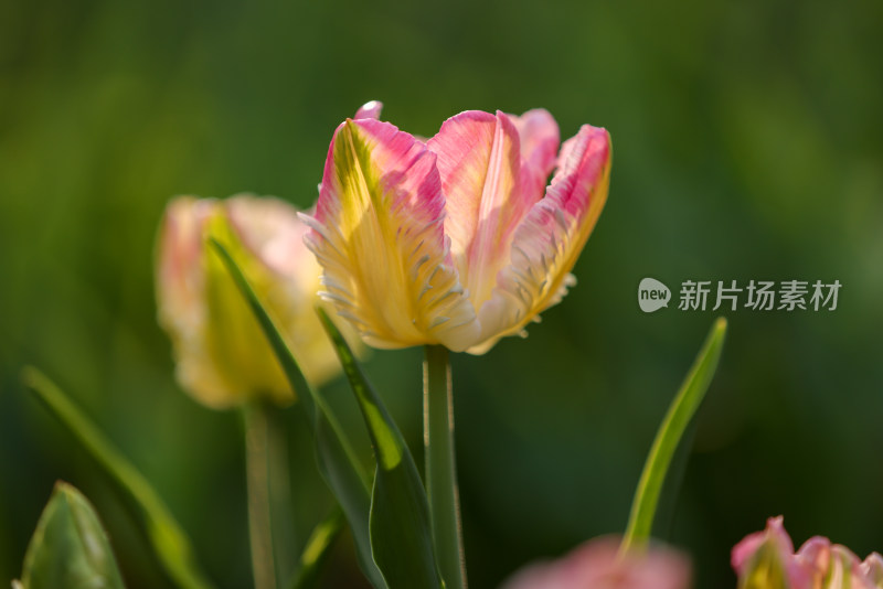 杭州太子湾公园绽放的一朵粉色郁金香粉鹦鹉