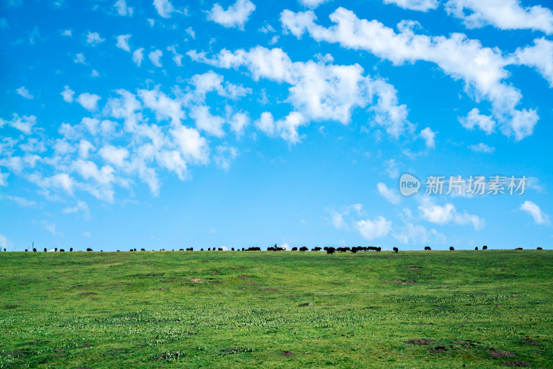 川西若尔盖甘南草原河流