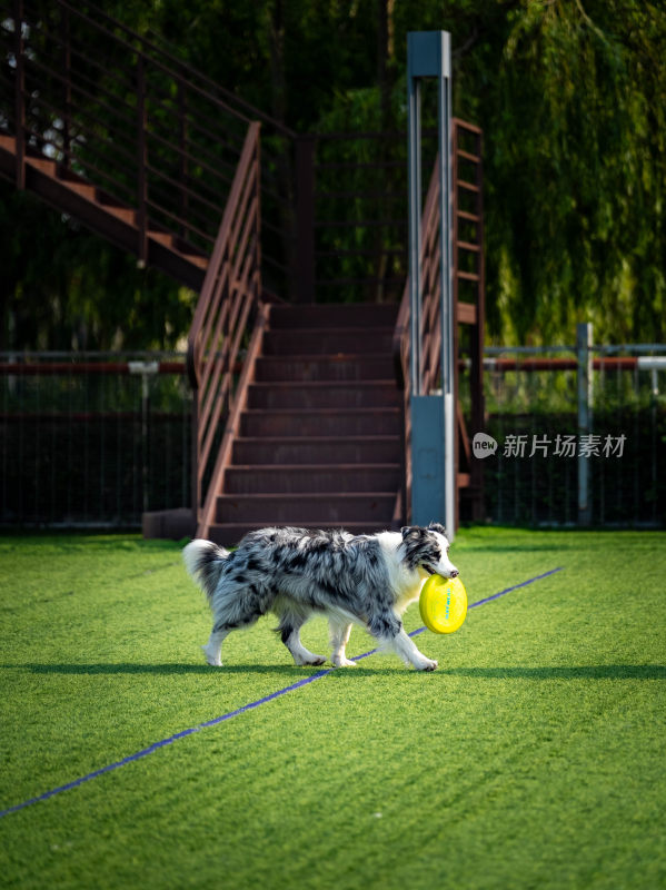 澳大利亚牧羊犬