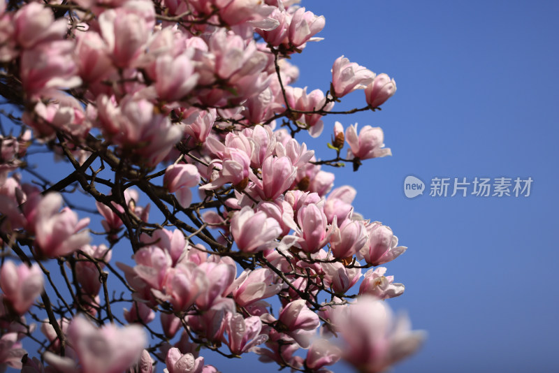 杭州西湖第一名园西湖国宾馆的玉兰花