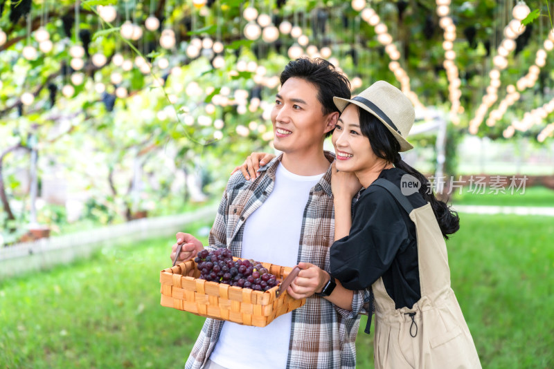 年轻夫妻在果园采摘葡萄