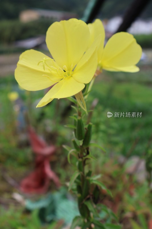 花朵特写