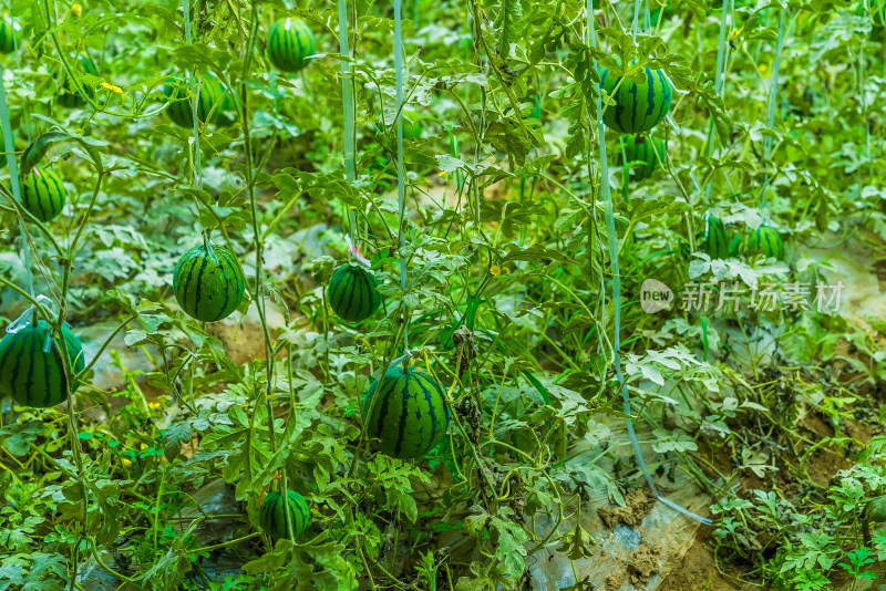 中国西藏日喀则蔬菜基地