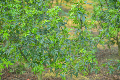 青花椒种植基地