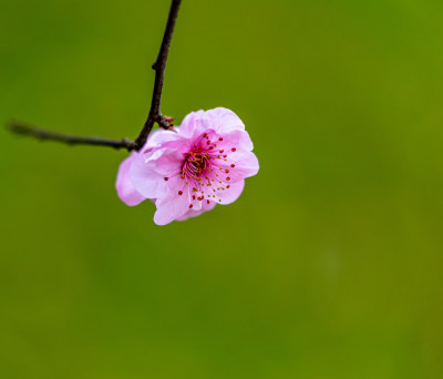 南京明孝陵梅花山梅花开