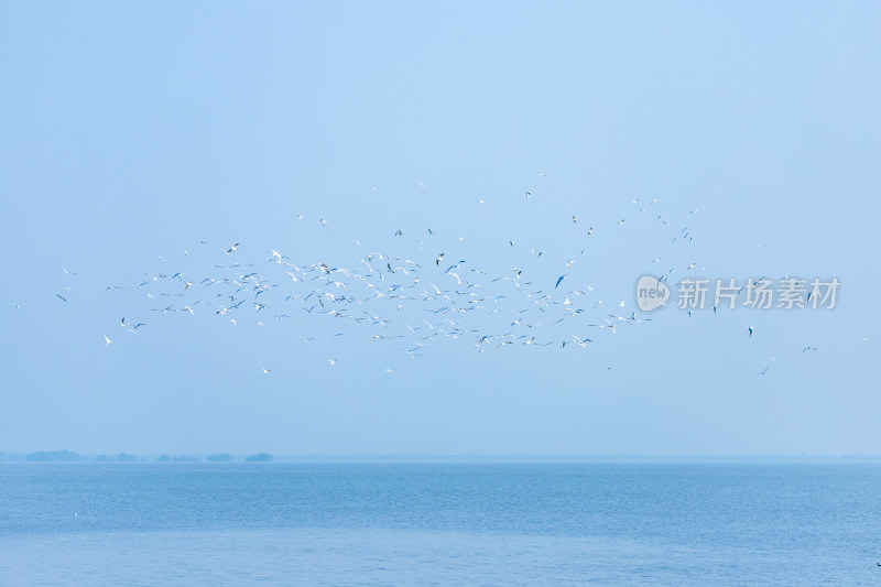 深圳湾海鸥飞翔