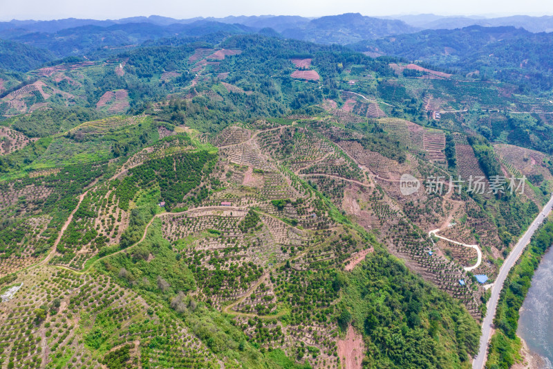 山川丘陵橙子橘子种植基地航拍摄影图