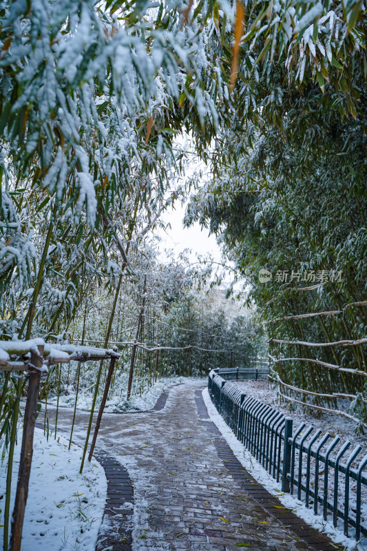 竹林雪景