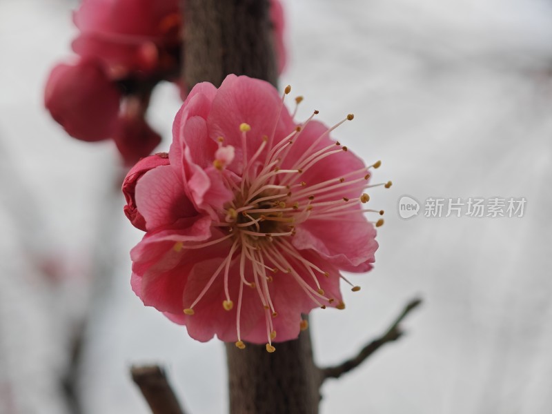 特写粉色梅花花朵与花苞