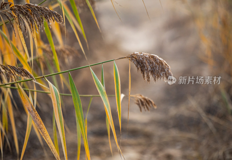 特写镜头下的芦苇植物