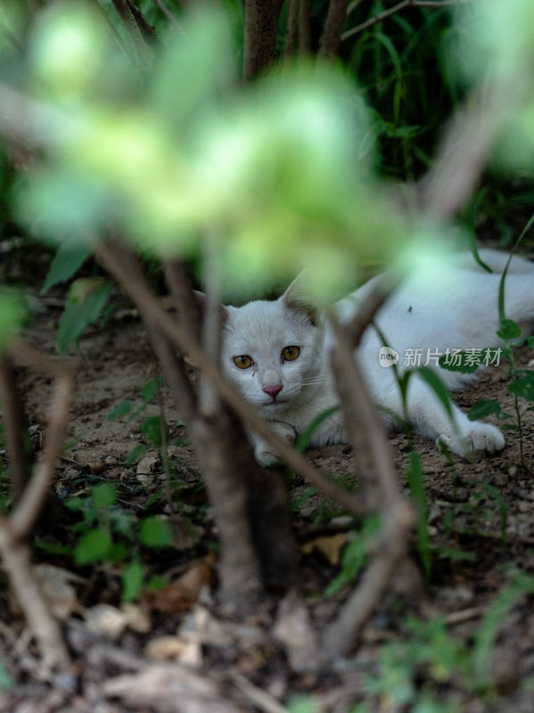 白猫花猫