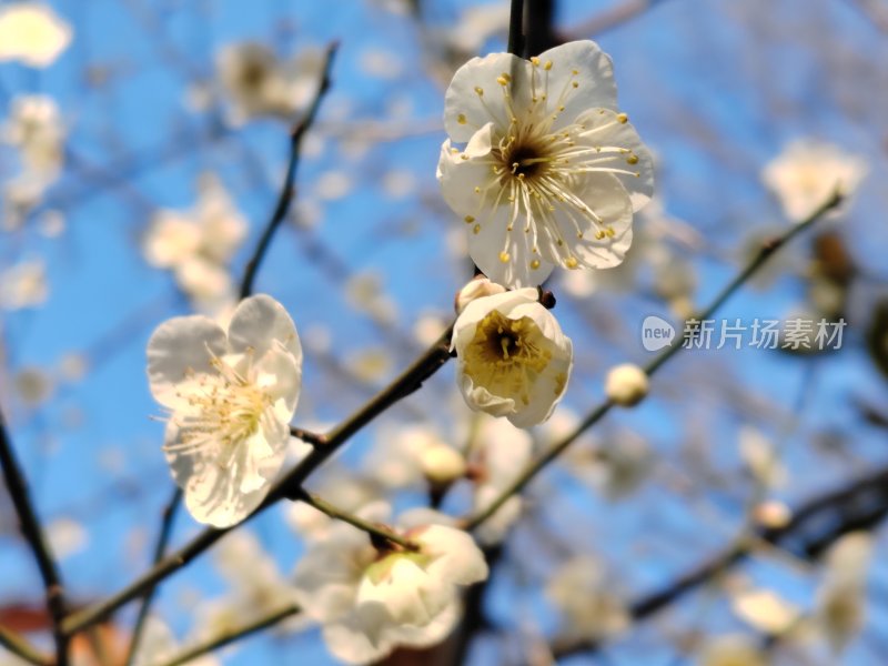 蓝天映衬下的盛开的白色梅花