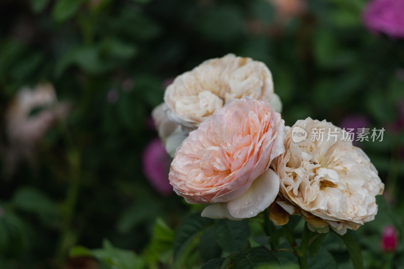 玫瑰花、月季花