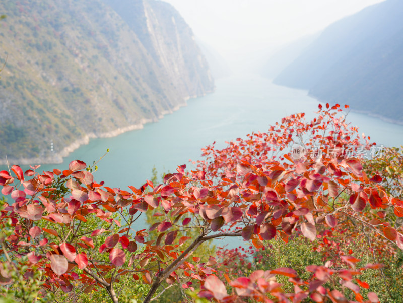 长江三峡巫峡红叶