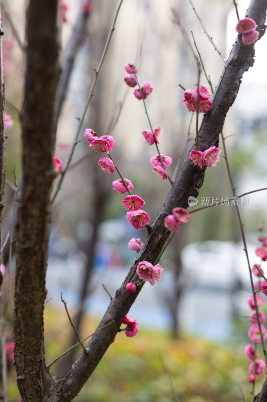 黄昏粉嫩梅花绽放于枝头的唯美画面