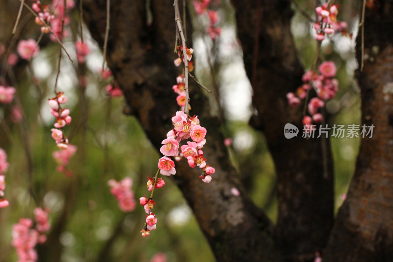 春雨后的梅花