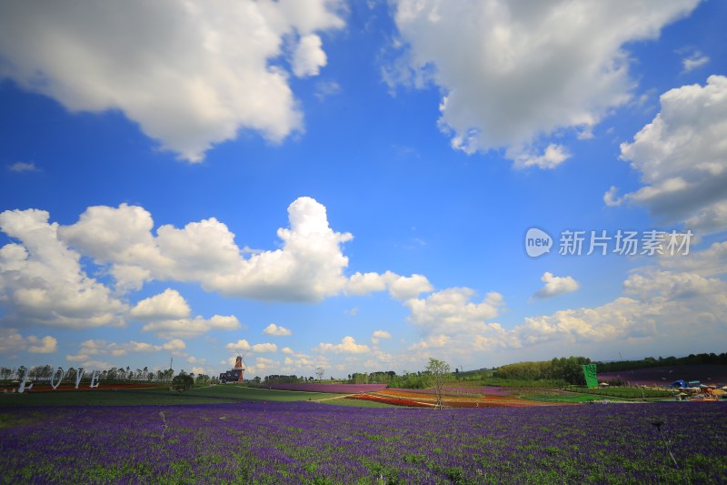 哈尔滨薰衣草庄园阳光下的紫色花卉与绿叶