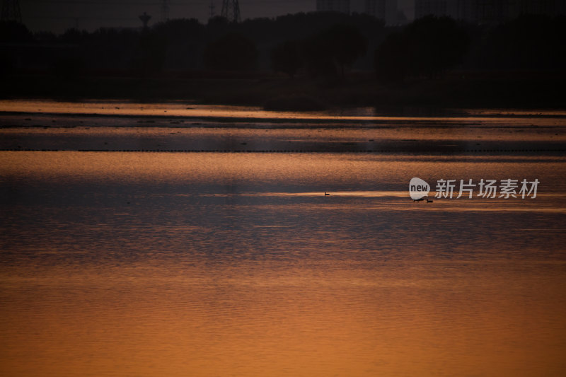 夕阳下水面上的鸟群晚霞