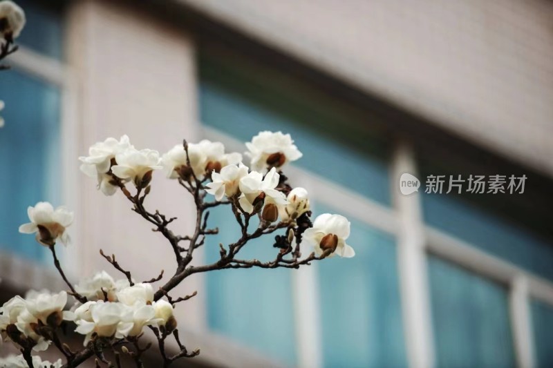 西安科技大学-花