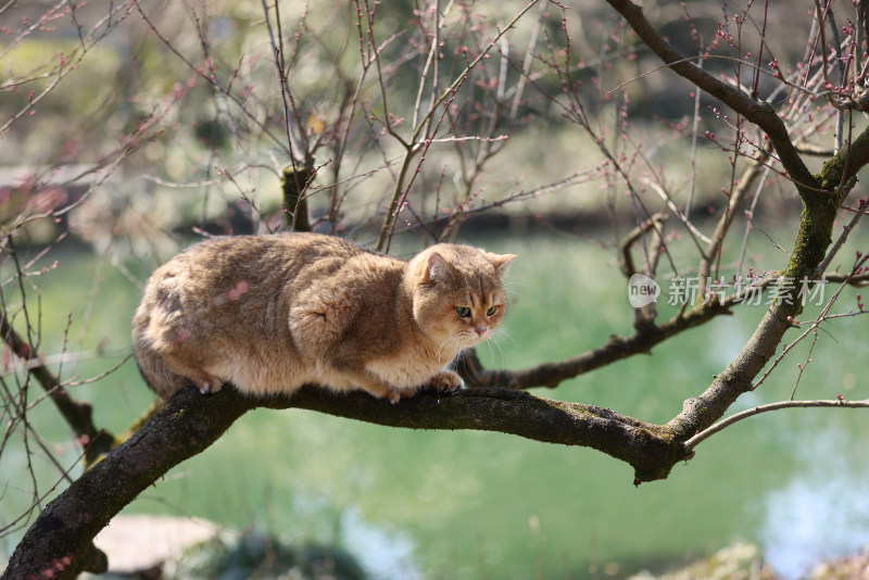 爬在树上的宠物猫金渐层