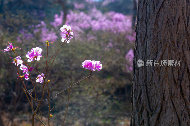 青岛大珠山杜鹃花风光