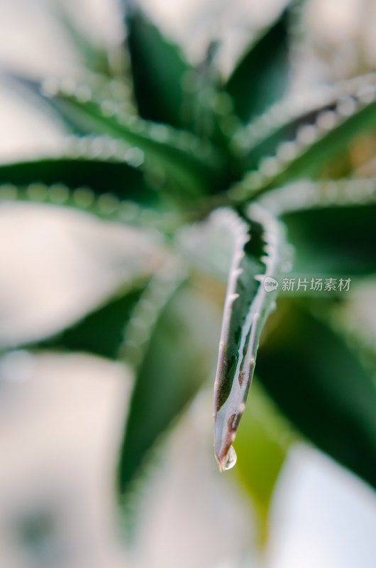 带水珠的芦荟植物特写