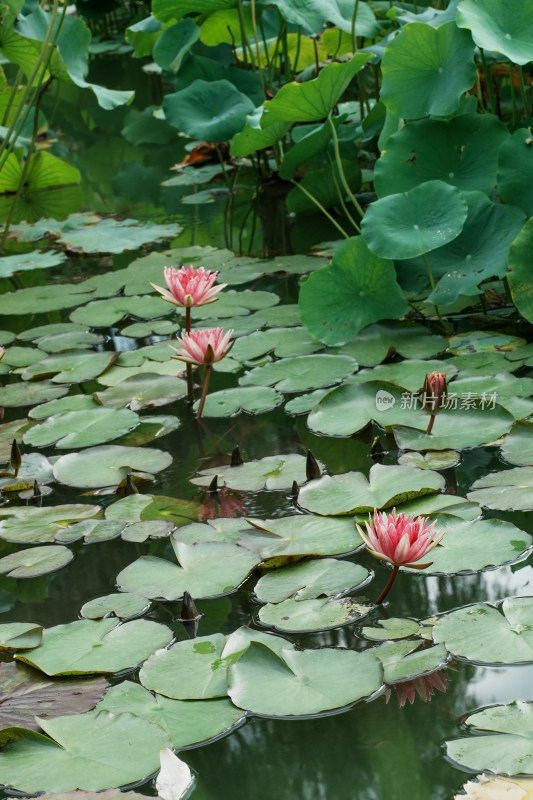 北京国家植物园睡莲